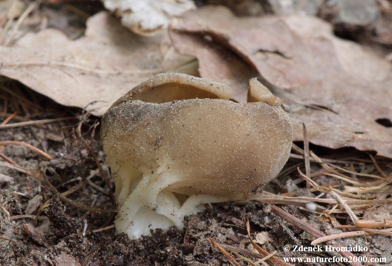 chřapáč kosťovitý, Helvella costifera Nannf. (Houby, Fungi)